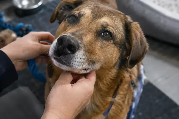 Beyond Adoption: Post-Show Ways to Support Rescue Dogs